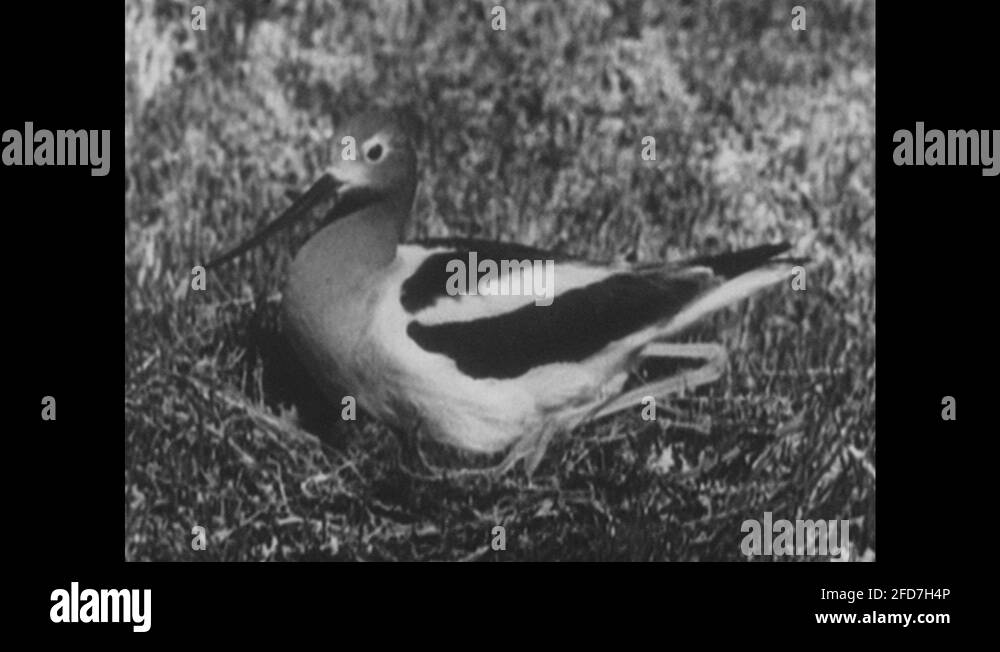 Woodpecker long beak Stock Videos & Footage - HD and 4K Video Clips - Alamy