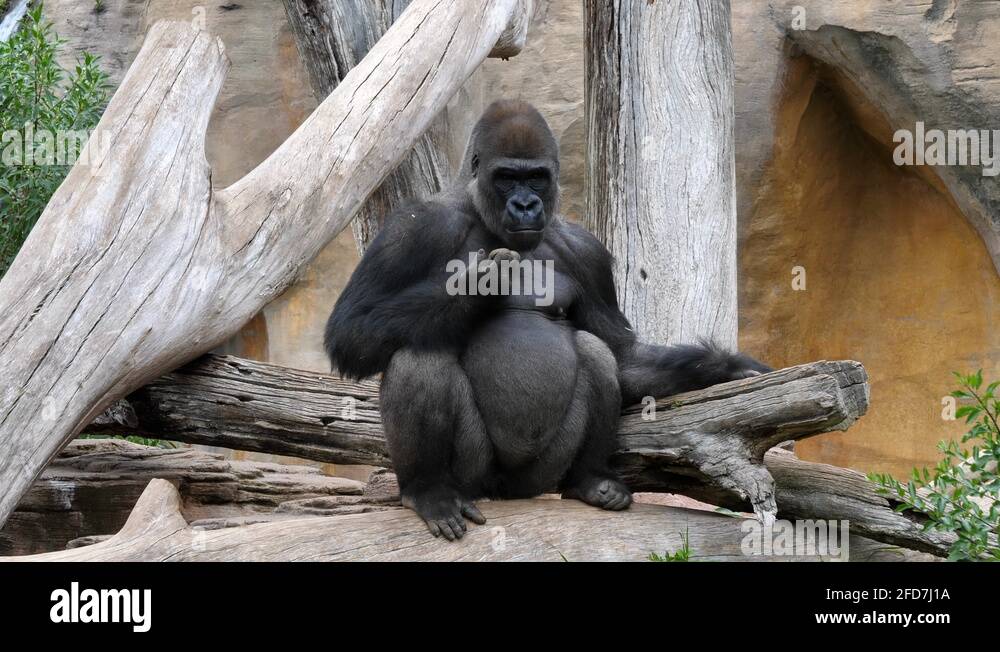 Calm Gorilla Stock Videos Footage Hd And 4k Video Clips Alamy