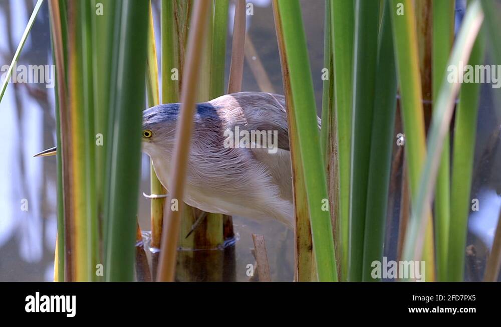 Reed beds bird Stock Videos & Footage HD and 4K Video Clips Alamy