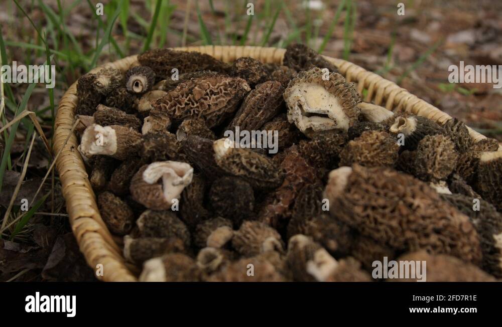 Morel farm Stock Videos & Footage HD and 4K Video Clips Alamy