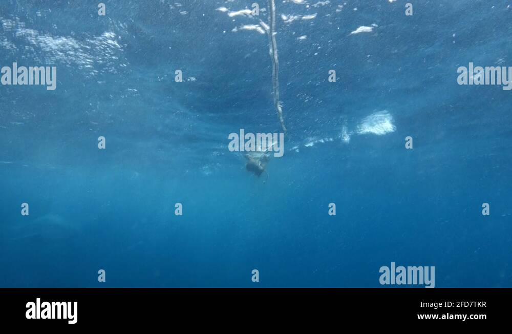 Amazing Great White Shark Attacks Chum Line Shark Cage Dive Port Lincoln Stock Video Footage Alamy Amazing Great White Shark Attacks Chum Line Shark Cage Dive Port Lincoln Stock Video Footage Alamy