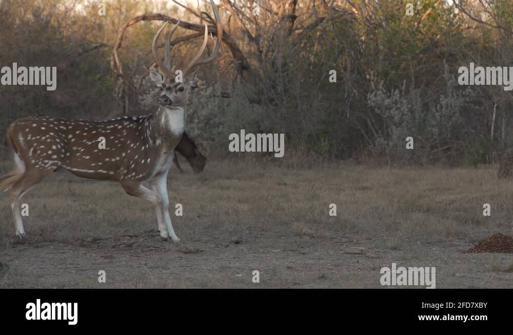 Female axis deer doe and fawn Stock Videos & Footage HD and 4K Video