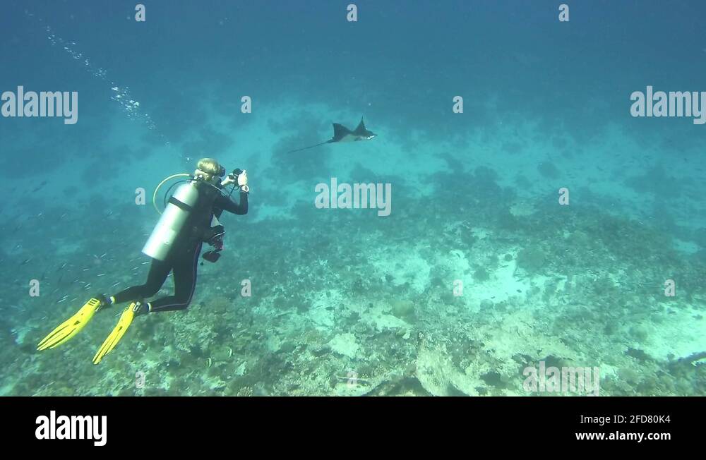 Blonde Female Scuba Diver Underwater Filming an Eagle Ray Swimming Past