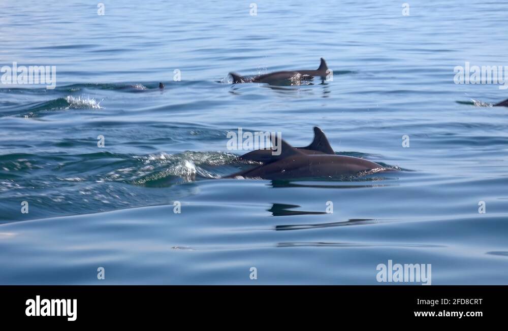 Family of Spinner Dolphins swimming on Sri Lanka. Amazing animals with