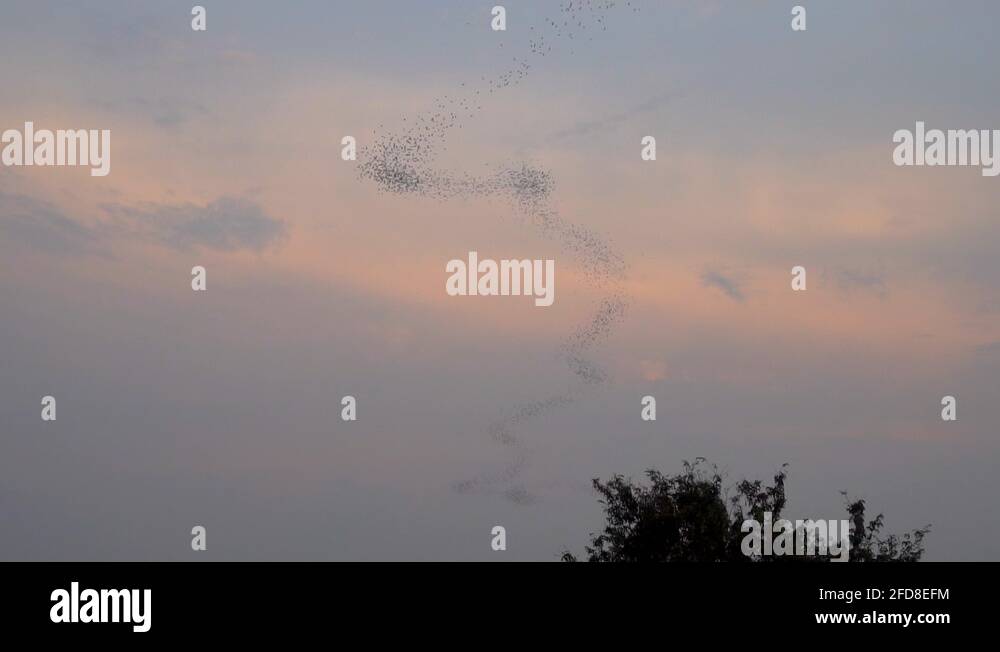 Bat eating insects Stock Videos & Footage HD and 4K Video Clips Alamy