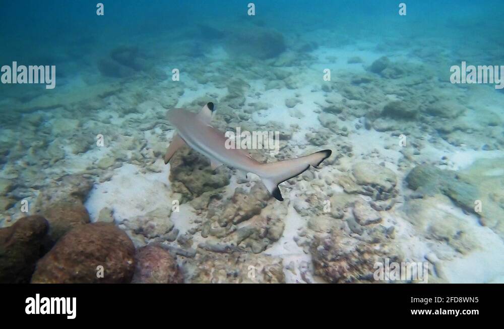 Baby shark underwater Stock Videos & Footage - HD and 4K Video Clips