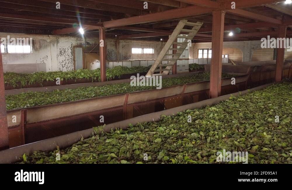 Tea industry india Stock Videos & Footage - HD and 4K Video Clips - Alamy
