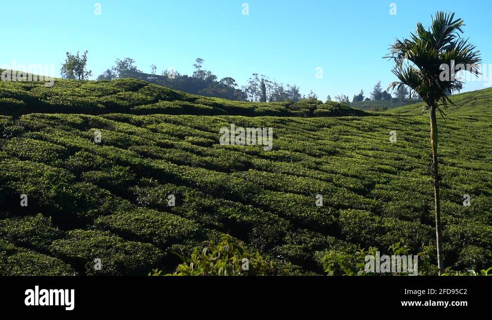 Tea production in India. Overview of tea plantation Stock Video Footage
