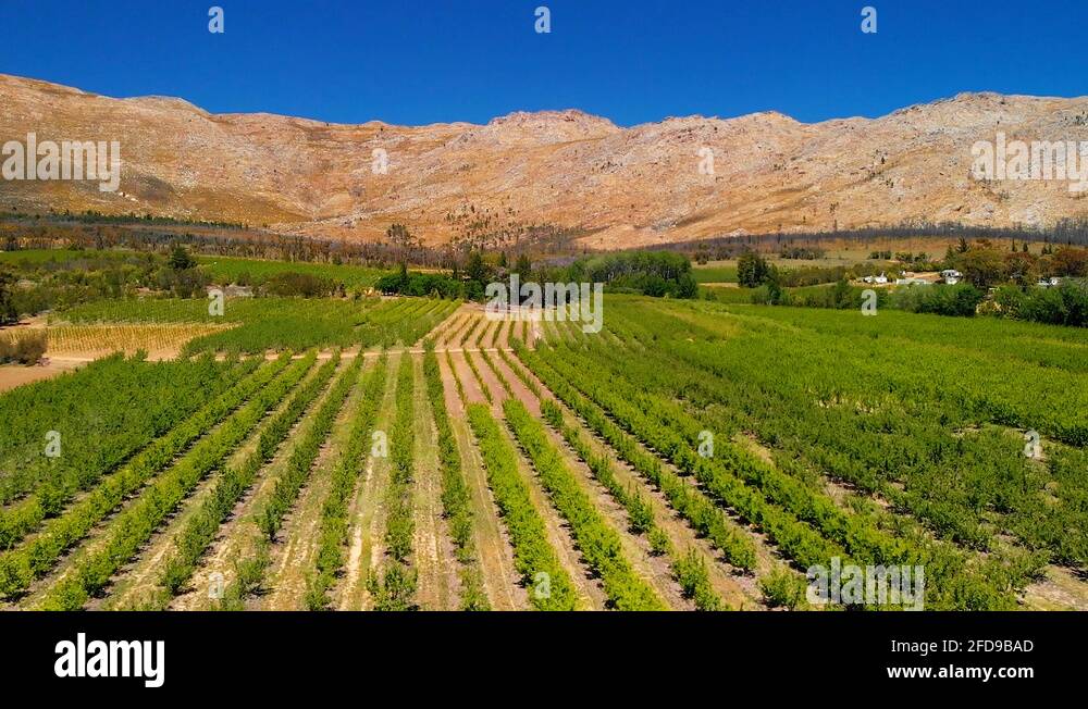 Farm Lands In South Africa. Alley crops of fruit trees with mountains