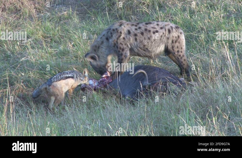 Hyena food Stock Videos Footage Biology Diagrams