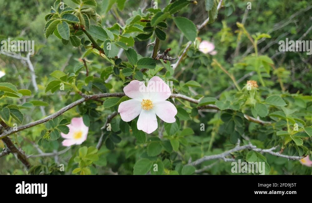 Wild rose bush with light pink flowers with lots of thorns growing near