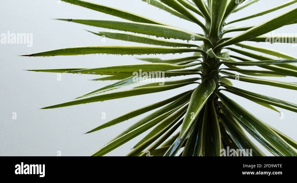 Yucca plant leaf Stock Videos & Footage HD and 4K Video Clips Alamy