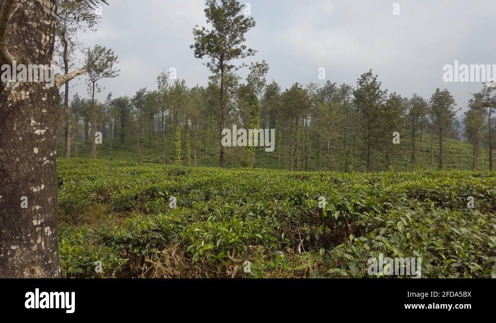 Tea production in India. Overview of tea plantation Stock Video Footage