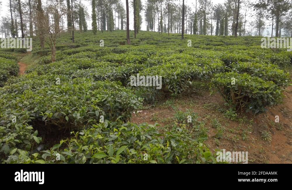 Tea production in India. Overview of tea plantation Stock Video Footage