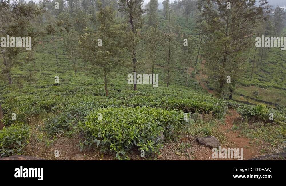 Tea production in India. Overview of tea plantation Stock Video Footage