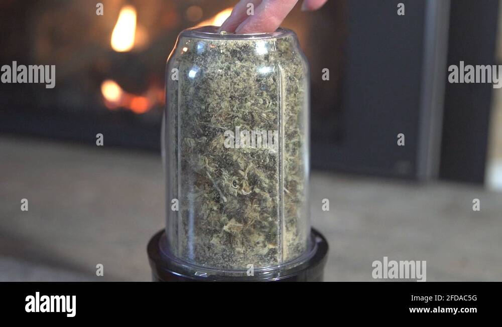 Marijuana buds cut into small pieces in blender, isolated close up