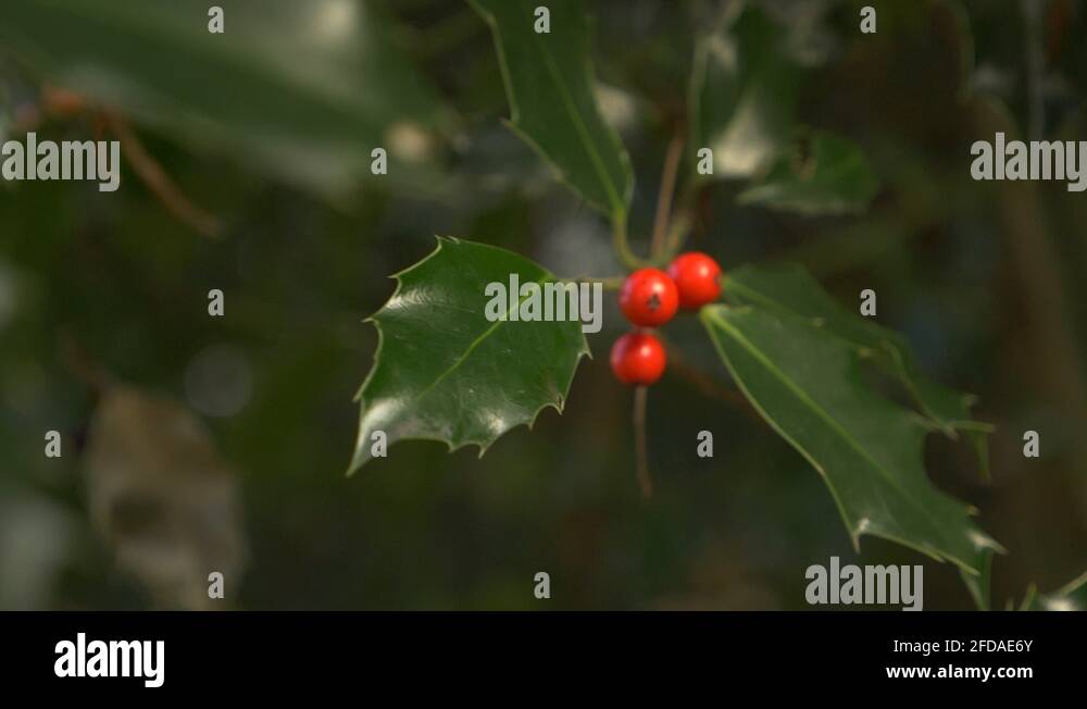 Holly berrys Stock Videos & Footage - HD and 4K Video Clips - Alamy