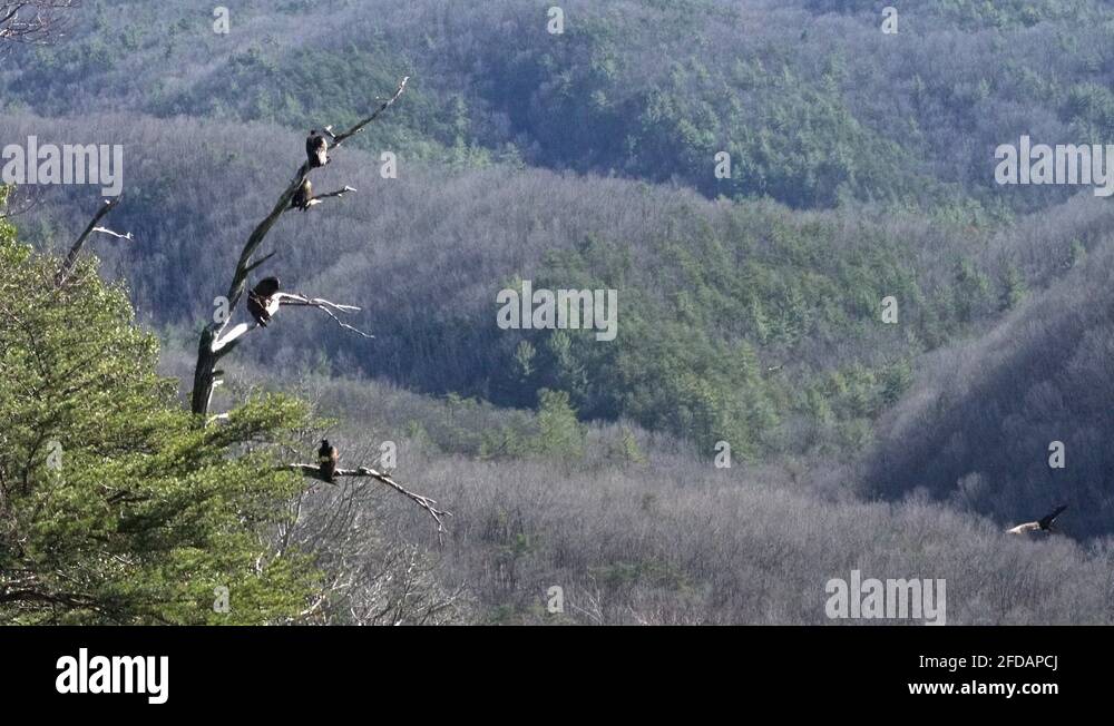 Hawks Hang Out On A Tree At The Stop Of Stone Mountain You Can See 