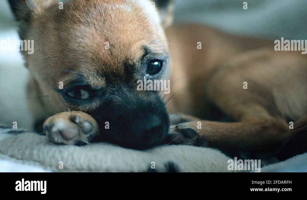 Pet heat pad Stock Videos & Footage HD and 4K Video Clips Alamy