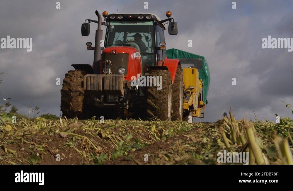 Carrots harvesting Stock Videos & Footage HD and 4K Video Clips Alamy
