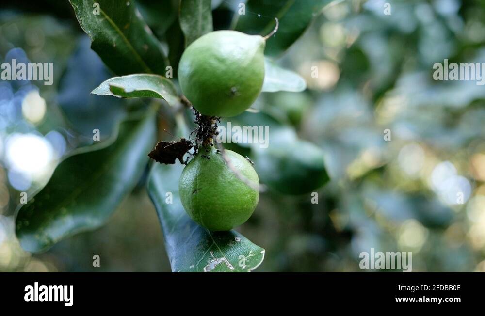 Macadamia nut tree Stock Videos & Footage HD and 4K Video Clips Alamy