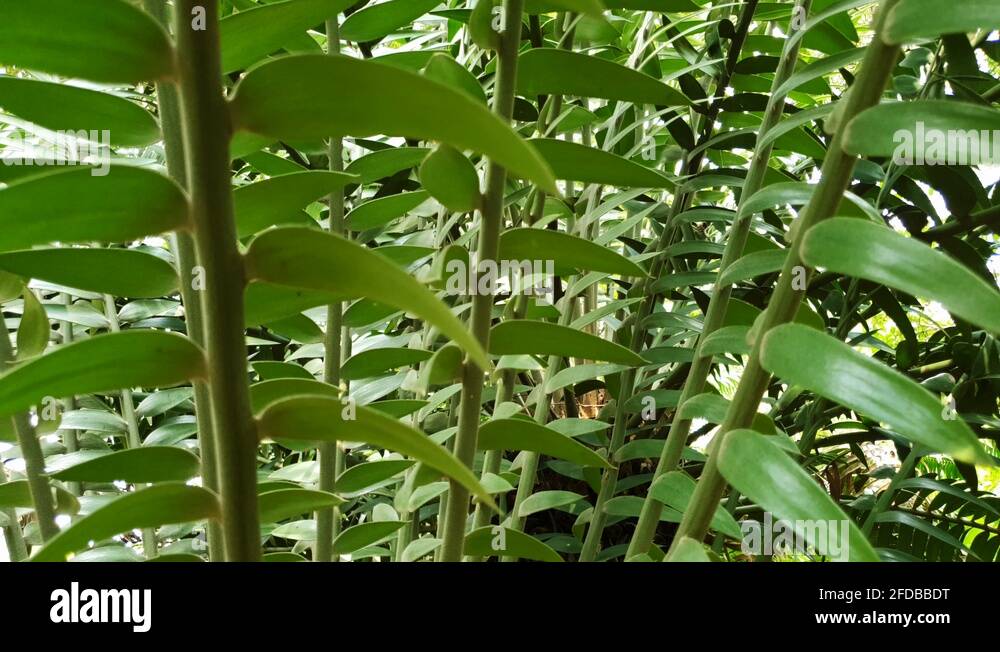 Prehistoric plant leaves Stock Videos &amp; Footage - HD and 4K Video Clips ...