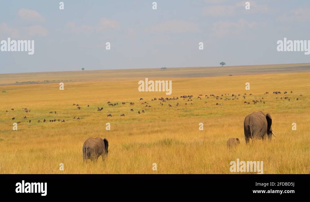 Mother Elephant With Her Calf Walking On The Grasslands In African ...