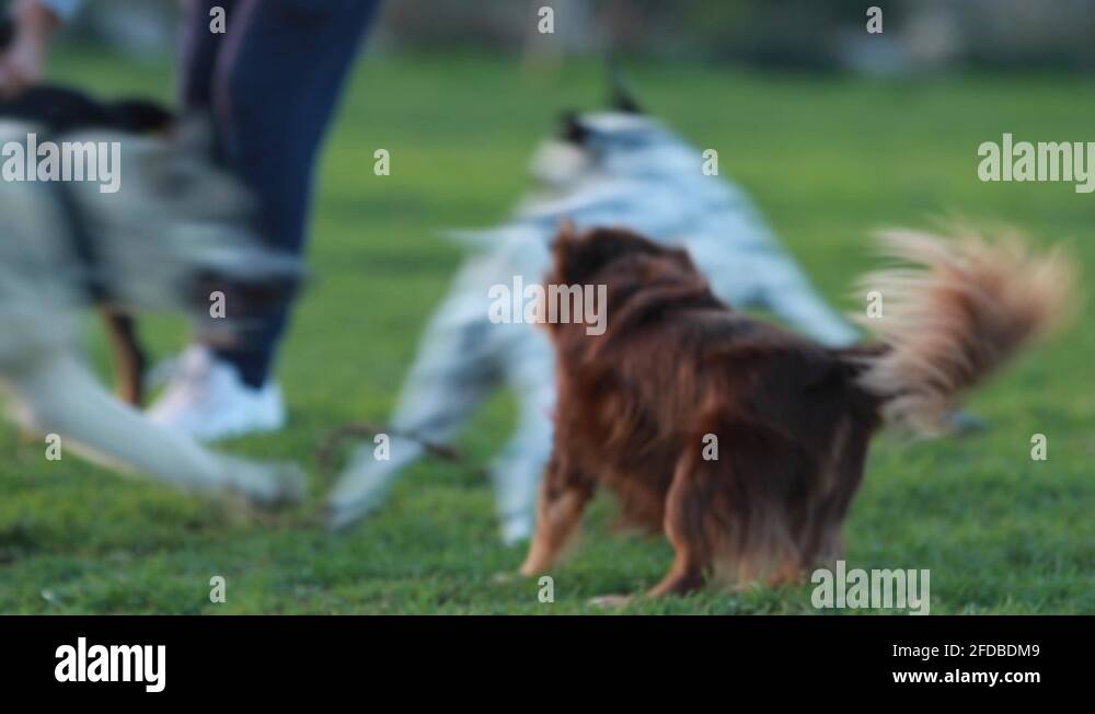 Chihuahua mix Stock Videos & Footage HD and 4K Video Clips Alamy