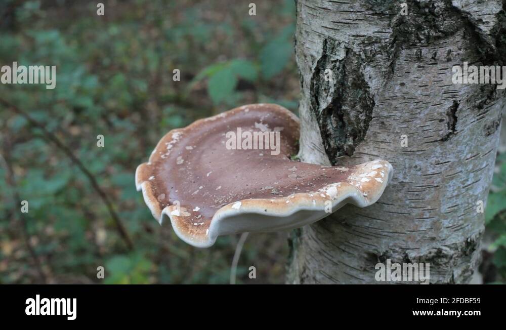 Punk tree Stock Videos & Footage - HD and 4K Video Clips - Alamy