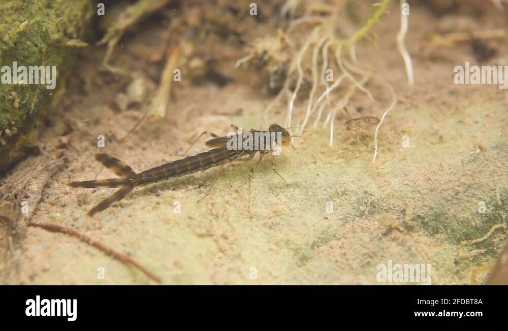 Macro damselfly eyes and wings Stock Videos & Footage HD and 4K Video
