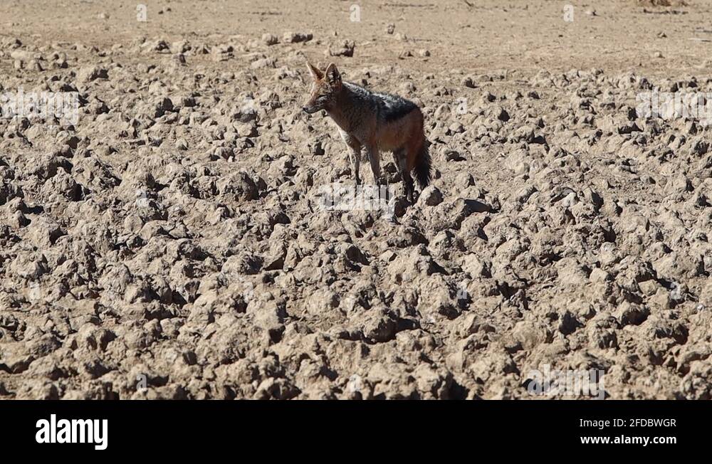 Mud mounds Stock Videos & Footage HD and 4K Video Clips Alamy