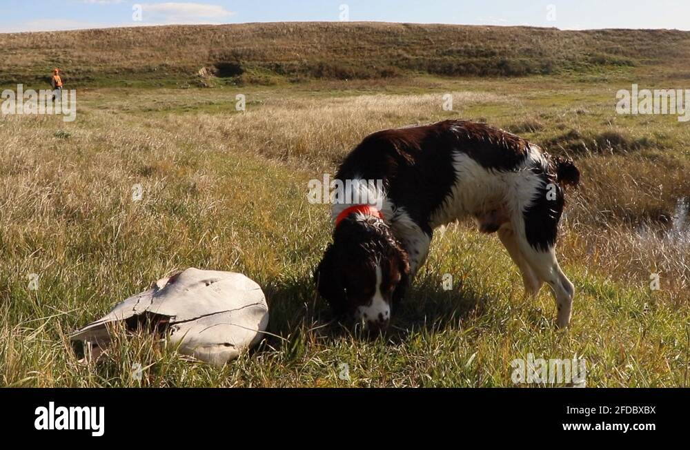 Hunting dogs that dont shed Stock Videos & Footage HD and 4K Video
