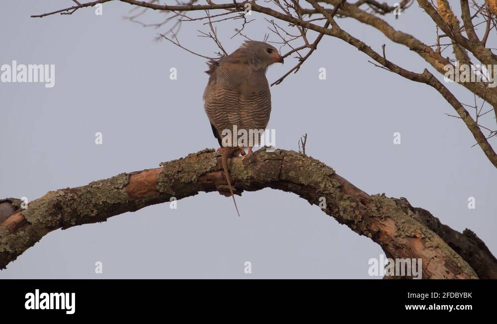 Hawk characteristics Stock Videos & Footage Biology Diagrams