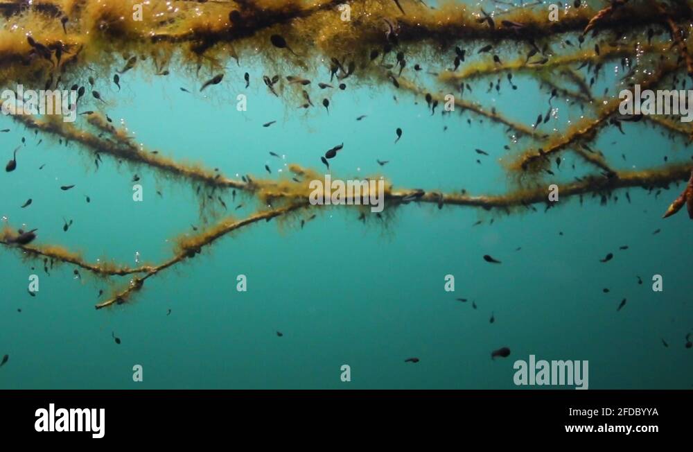 Underwater wood Stock Videos & Footage HD and 4K Video Clips Alamy