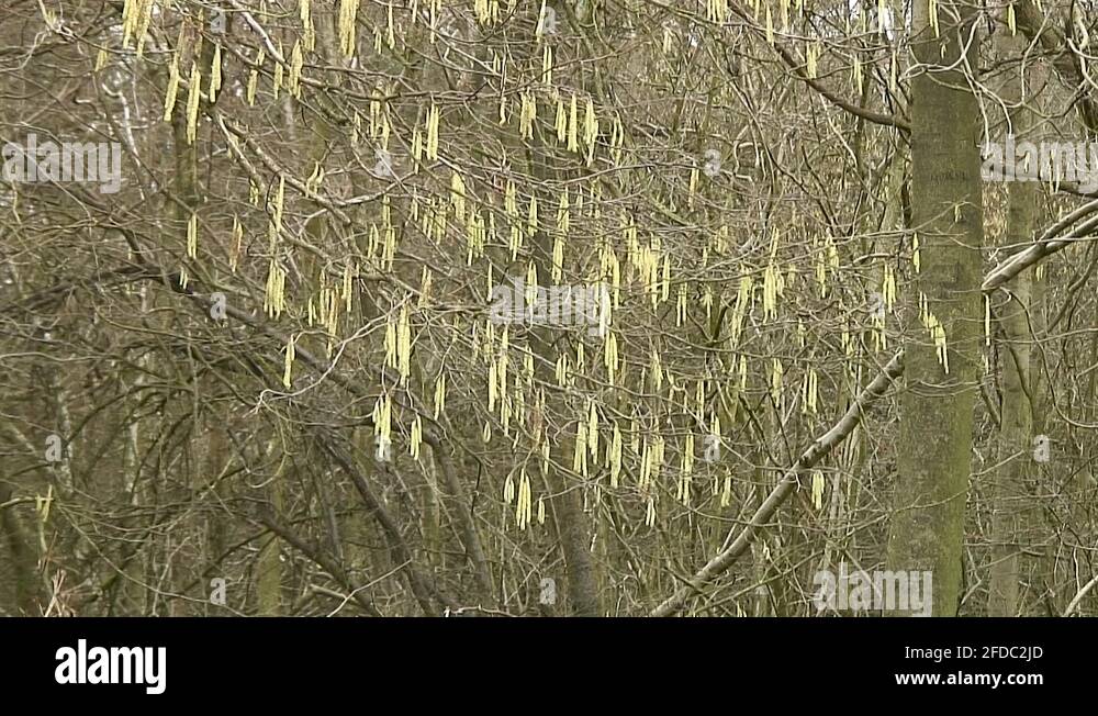 Catkins of hazel tree Stock Videos & Footage HD and 4K Video Clips