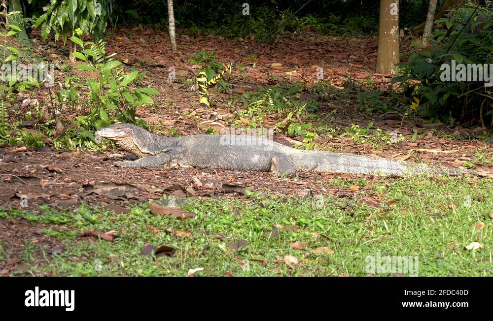 Monitor lizard mouth Stock Videos & Footage HD and 4K Video Clips Alamy