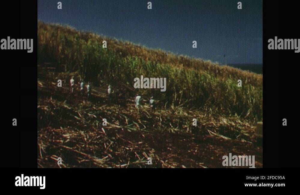 1950s: Men guide rake machinery down sloped field of sugarcane. Rake ...