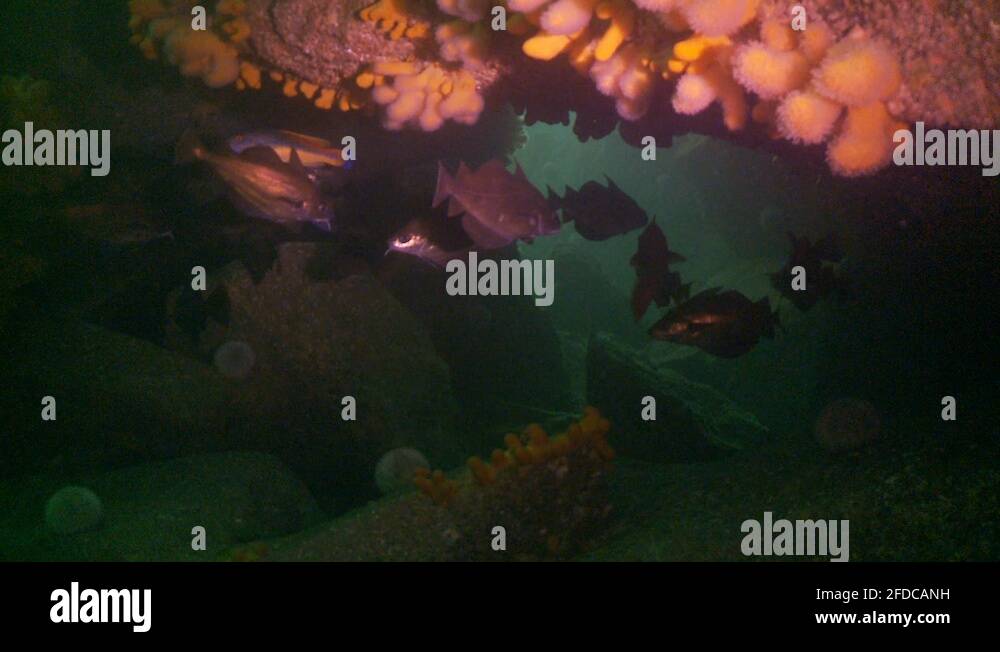 Bib fish Stock Videos & Footage HD and 4K Video Clips Alamy