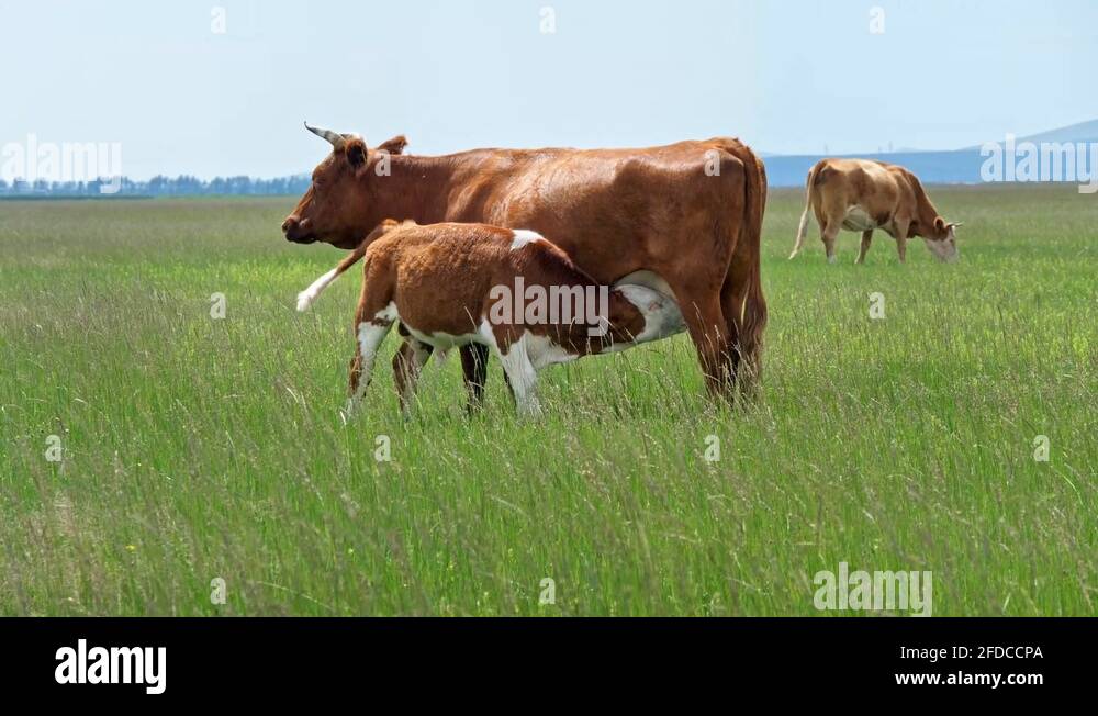 Cow feeding a calf Stock Videos & Footage HD and 4K Video Clips Alamy