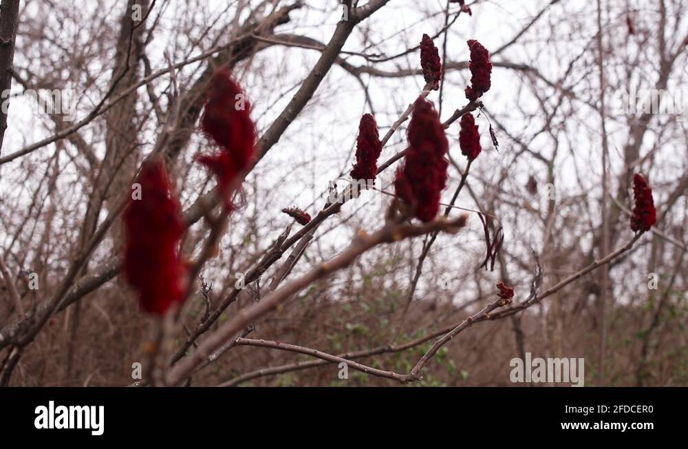 Poison sumac plant Stock Videos & Footage HD and 4K Video Clips Alamy