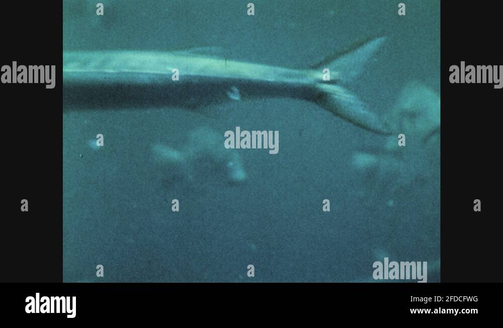 Shark eat fish Stock Videos & Footage - HD and 4K Video Clips - Alamy