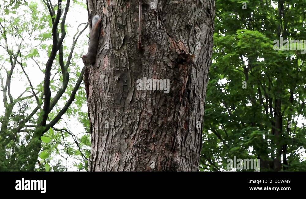 Grey squirrel eating bark Stock Videos & Footage HD and 4K Video