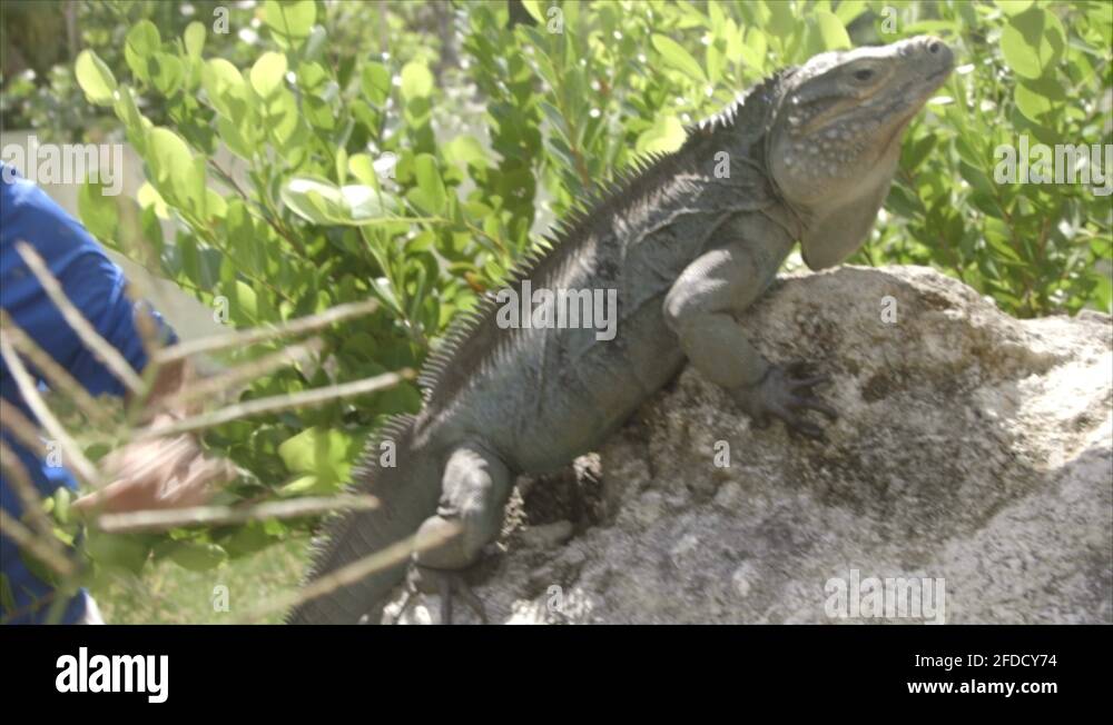 Grand cayman island blue iguana Stock Videos & Footage - HD and 4K
