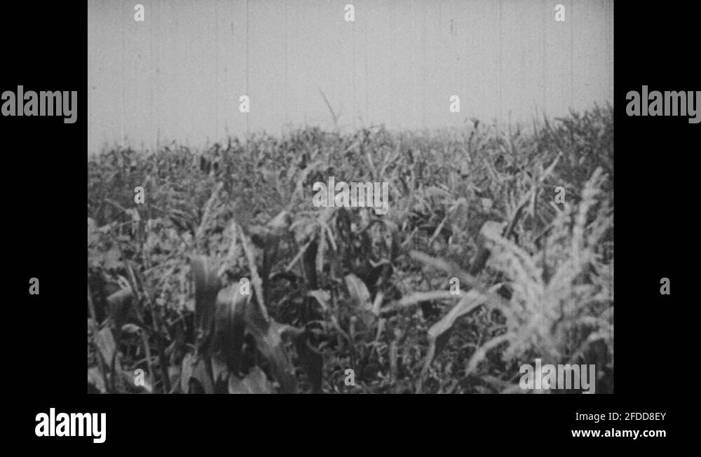 1950s Corn field with weak corn plants and weeds. Wilting diseased