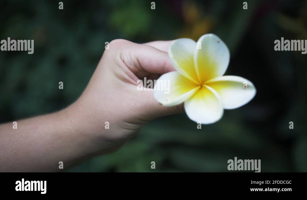 Spinning flower Stock Videos & Footage HD and 4K Video Clips Alamy