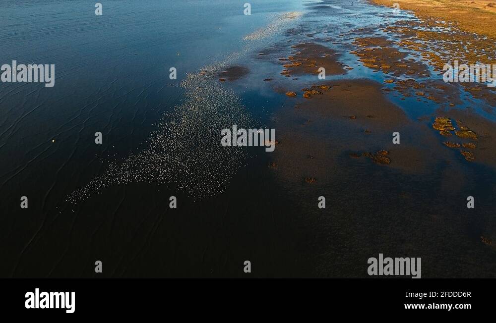 Cluster of birds Stock Videos & Footage HD and 4K Video Clips Alamy