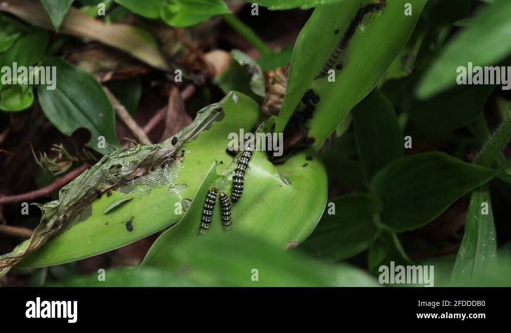 Destroying plants Stock Videos & Footage HD and 4K Video Clips Alamy