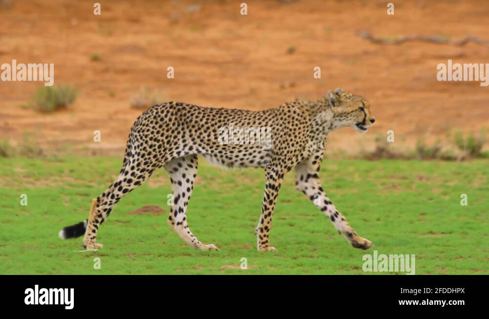 East africa safari cat Stock Videos & Footage HD and 4K Video Clips Alamy