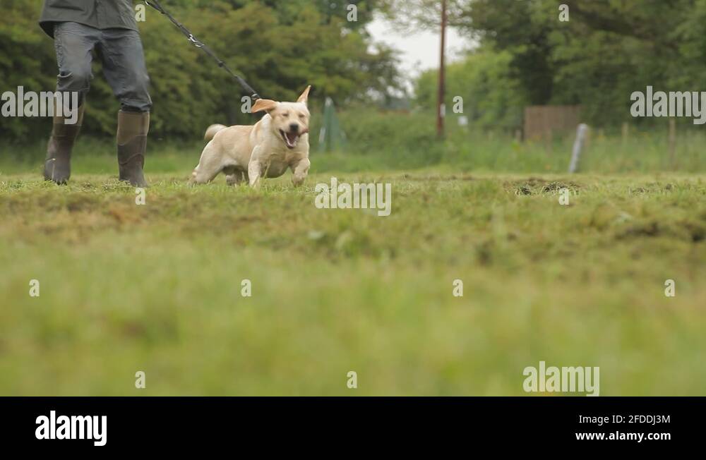 Labrador Retriever Jack Russell Pulling On Lead Stock Video Footage Alamy