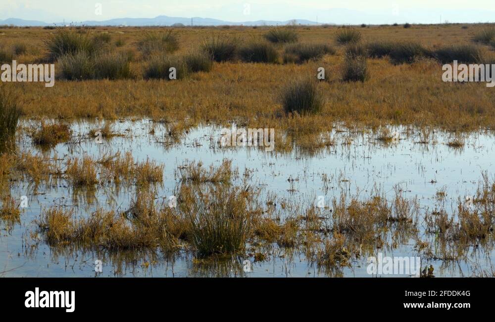 Clear water ponds Stock Videos & Footage HD and 4K Video Clips Alamy